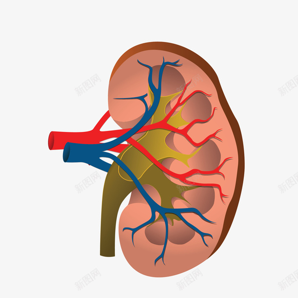 肾脏上的毛细血管矢量图eps免抠素材_88icon https://88icon.com 五脏 毛细血管 肾脏 矢量图