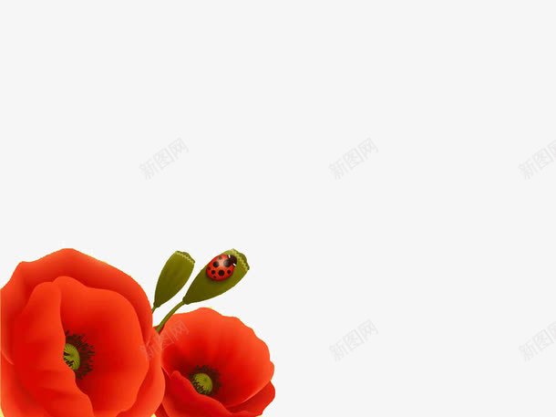 红色的花PPT背景png免抠素材_88icon https://88icon.com PPT模板 PPT背景 红色 花