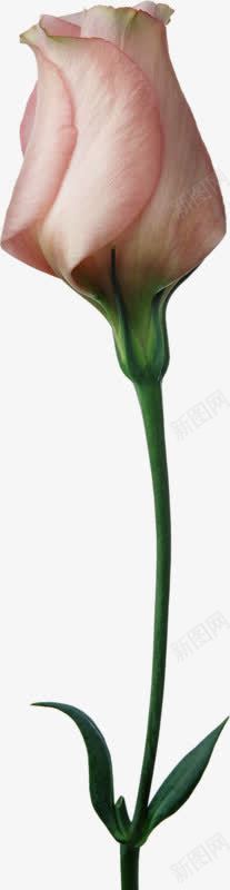 待放玫瑰png免抠素材_88icon https://88icon.com 含苞待放的玫瑰 待放 玫瑰 粉色 花苞