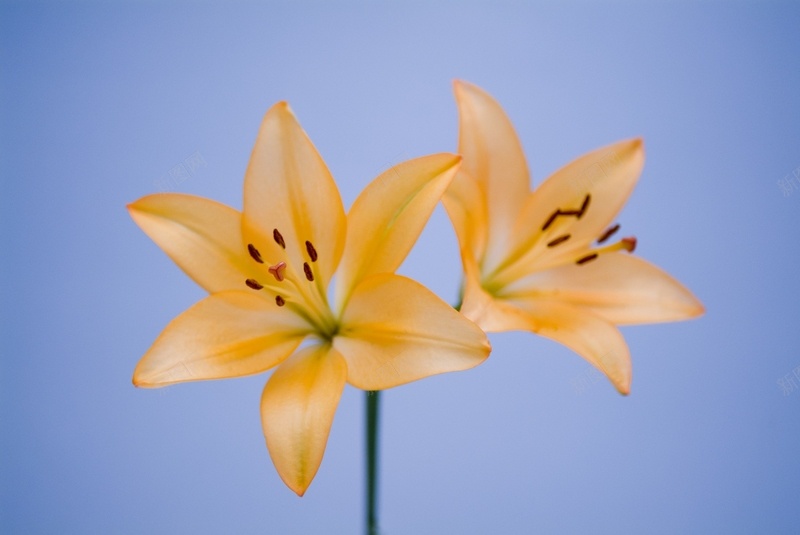 精美花卉类背景图7jpg设计背景_88icon https://88icon.com 精美 背景图 花卉类 高清