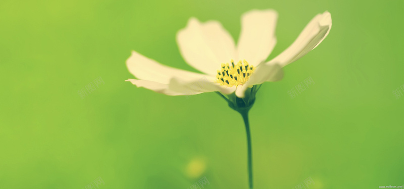 花草jpg设计背景_88icon https://88icon.com 春夏海报 服装海报 妇女节海报 绿色背景海报 轮播图 节日海报 淘宝女装海报 1920背景 海报banner 摄影 风景