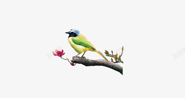 黄鹂鸟psd免抠素材_88icon https://88icon.com 鸟图片 黄鹂鸟