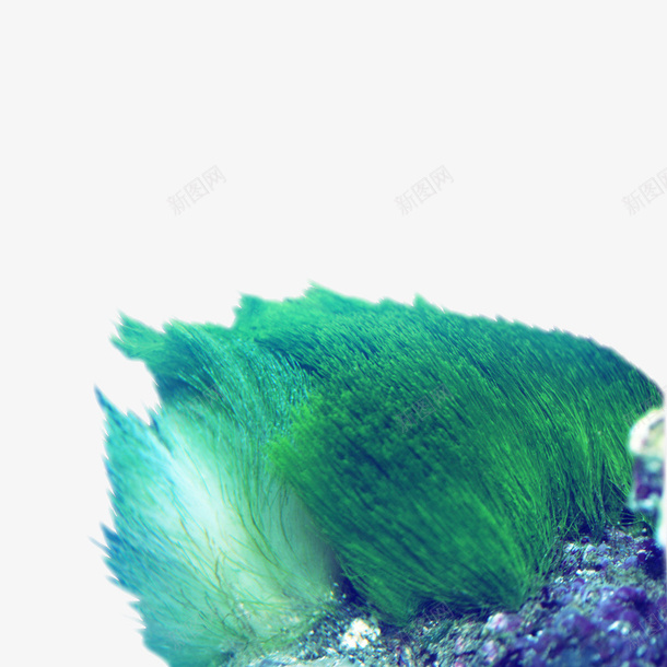 海草装饰png免抠素材_88icon https://88icon.com png图形 png装饰 植物 海草 装饰