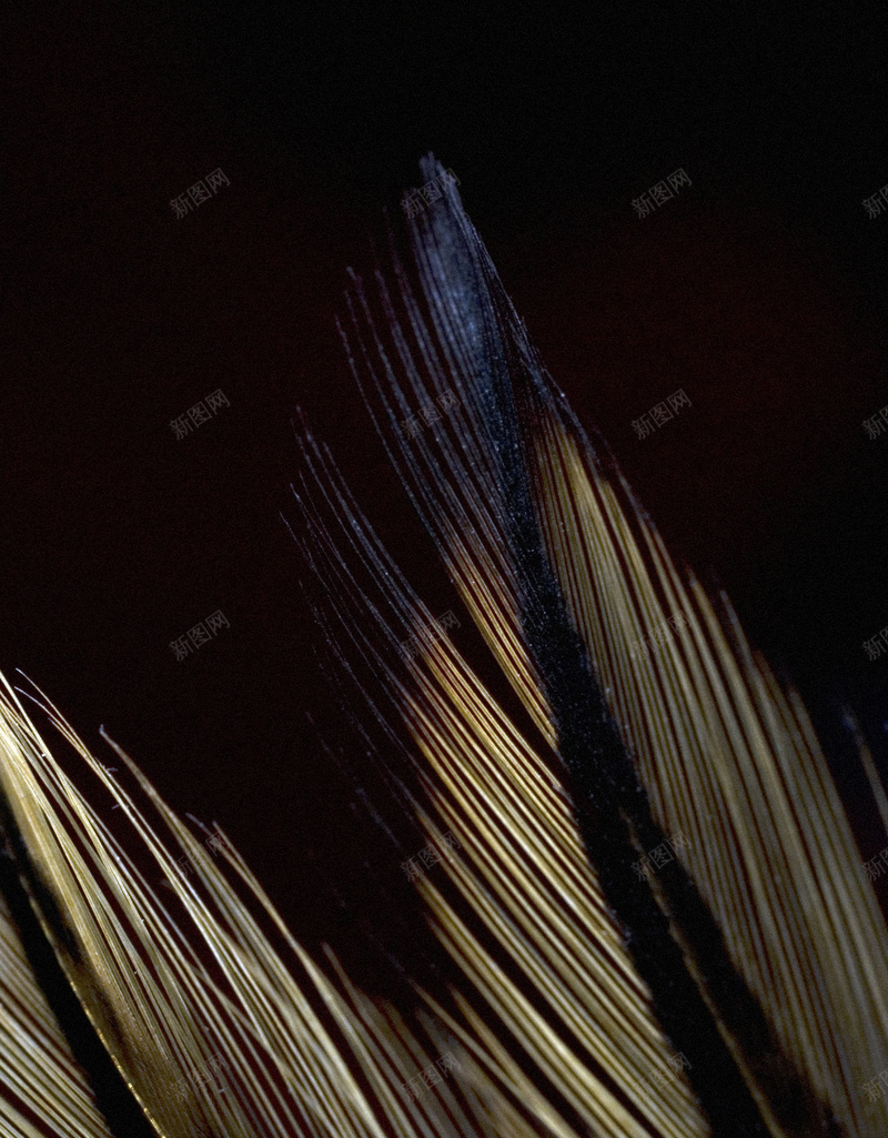 树叶纹理H5背景jpg设计背景_88icon https://88icon.com h5 叶子 纹理 质感 黑白 H5背景 H5