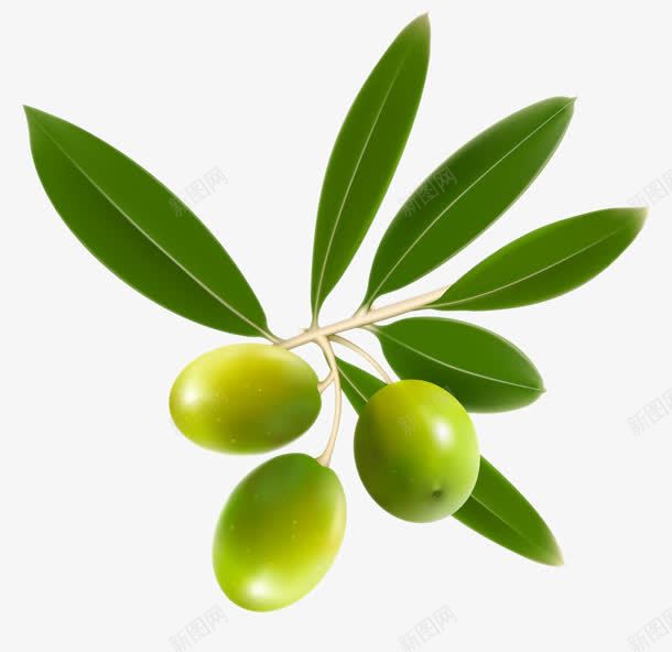 新鲜的绿枣实物png免抠素材_88icon https://88icon.com 实物 新鲜