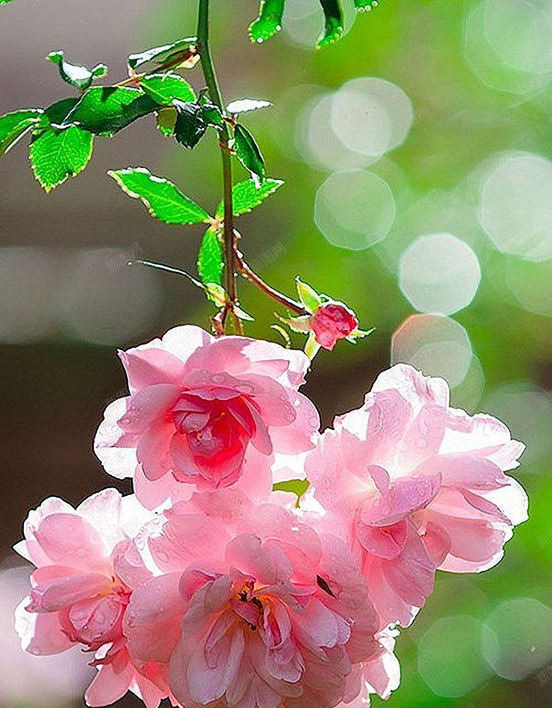 浪漫小清新红色玫瑰月季花朵背景jpg设计背景_88icon https://88icon.com 小清新 文艺 月季 浪漫 玫瑰 简约 红色 背景 花朵