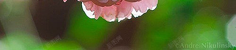 浪漫小清新红色玫瑰月季花朵背景jpg设计背景_88icon https://88icon.com 小清新 文艺 月季 浪漫 玫瑰 简约 红色 背景 花朵