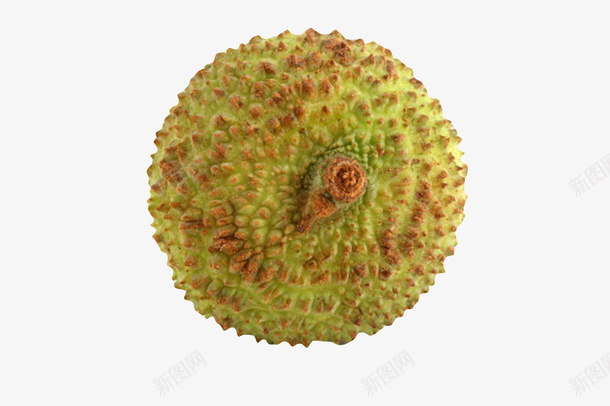 绿色完整味甜的新鲜荔枝实物png免抠素材_88icon https://88icon.com 包裹 南国四大果品 味甜 妃子笑荔枝 开胃益脾 核小 植物 水果 肉厚 色美 补脑健身