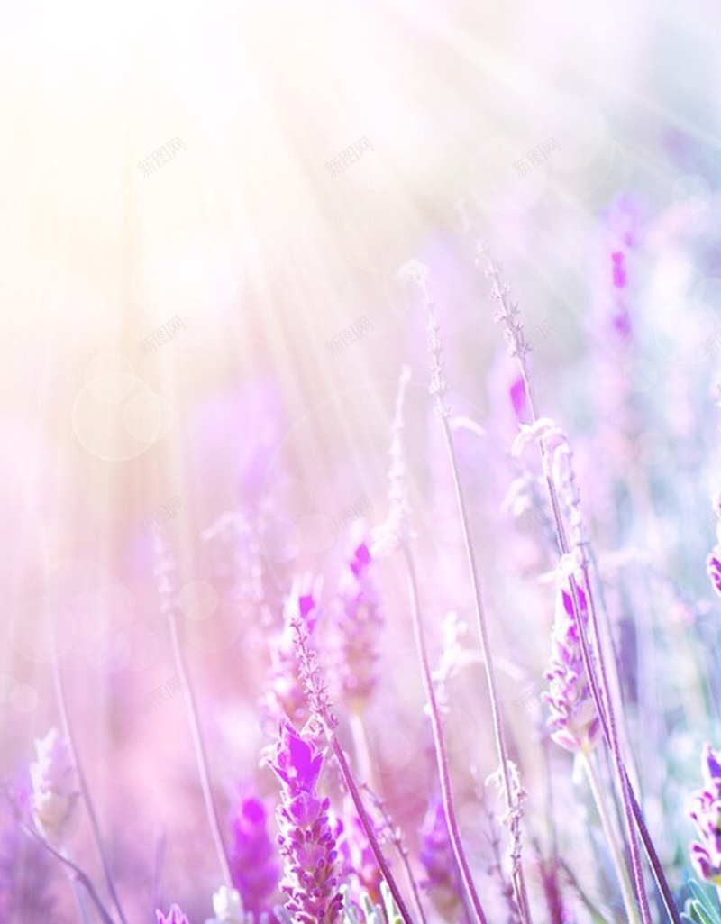 光线下的花H5背景jpg设计背景_88icon https://88icon.com H5素材 光线 唯美 梦幻 植物 浪漫 花