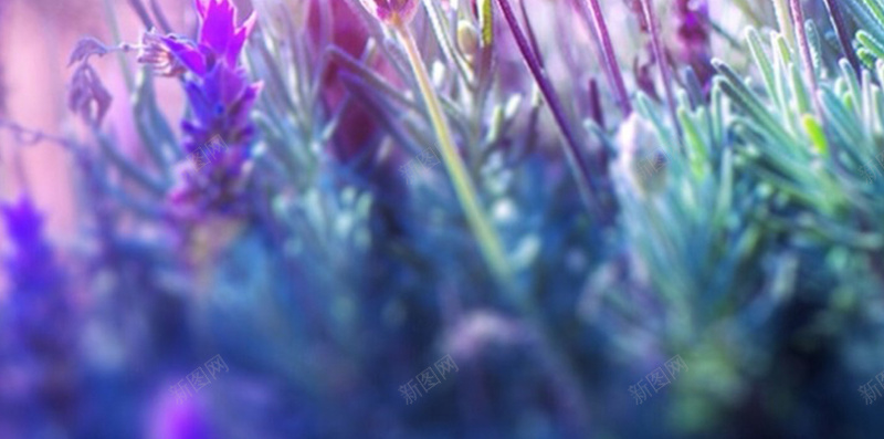 光线下的花H5背景jpg设计背景_88icon https://88icon.com H5素材 光线 唯美 梦幻 植物 浪漫 花