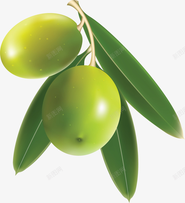 绿色树叶橄榄png免抠素材_88icon https://88icon.com PNG 树叶 橄榄 绿色