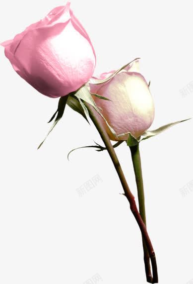 两枝花png免抠素材_88icon https://88icon.com 粉色的花 花朵 鲜花