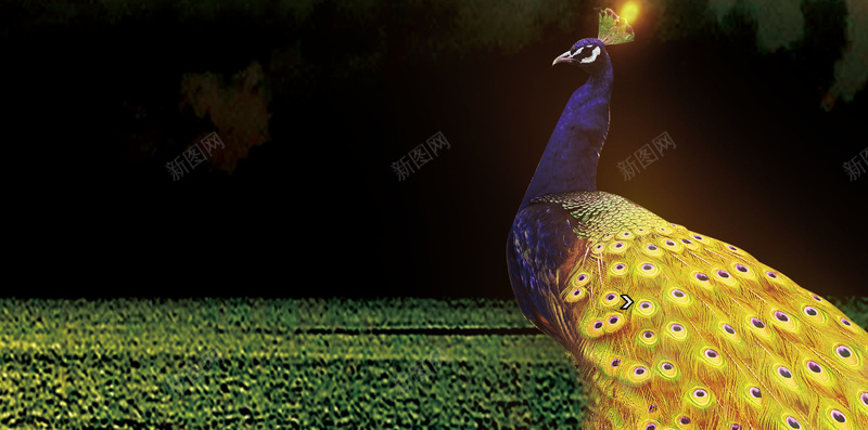 大气唯美绿色森林中的孔雀房地产背景素材psd设计背景_88icon https://88icon.com 唯美背景 大气背景 唯美 大气 绿色 绿色森林 孔雀 动物 房地产 房产 房地产背景 房产背景
