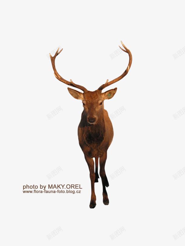 麋鹿高分辨率6png免抠素材_88icon https://88icon.com 动物 圣诞 自然 麋鹿
