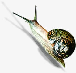 缓慢爬行春天蜗牛png免抠素材_88icon https://88icon.com 春天 爬行 缓慢 蜗牛