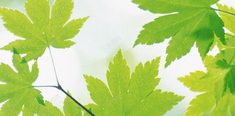 风景天空绿色树叶H5背景素材jpg设计背景_88icon https://88icon.com 风景 天空 绿色 风景素材 天空背景 H5 树叶 树叶素材