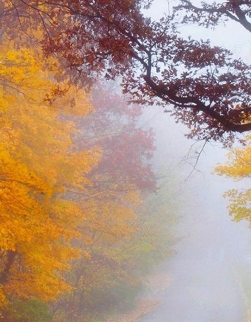 风景黄树迷雾路H5背景素材jpg设计背景_88icon https://88icon.com 风景 黄树 迷雾 路 风景素材 H5 摄影
