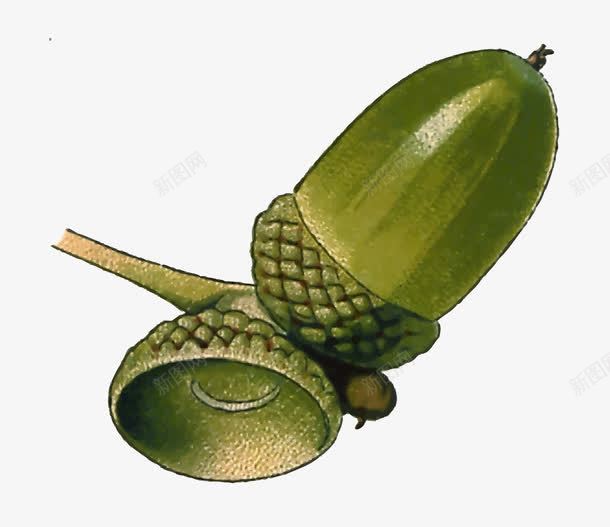 绿色橡树种子png免抠素材_88icon https://88icon.com 植物 橡树 种子 绿色