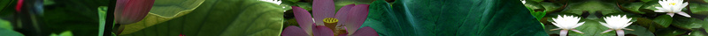中国风竹林荷花水墨背景素材jpg设计背景_88icon https://88icon.com 中国风 文艺 水墨 河边竹林 清新 竹叶 竹林 简约 背景 荷叶 荷塘 荷花 莲花