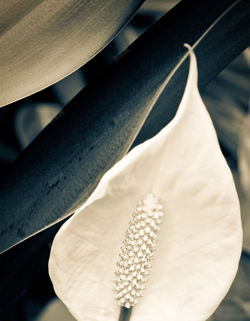 大屏风景手机H5背景jpg设计背景_88icon https://88icon.com 风景 植物 白色 花朵 花蕊 H5 h5 摄影