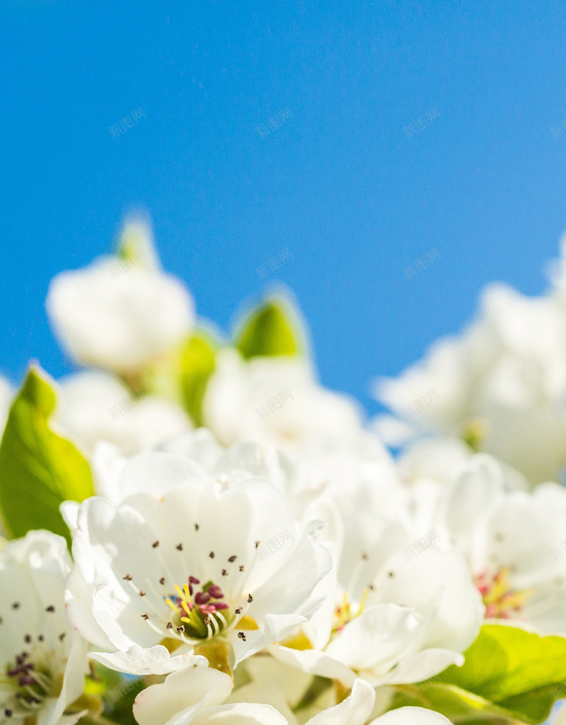 白色樱花小清新背景jpg设计背景_88icon https://88icon.com 白色 樱花 小清新 蓝天 摄影 H5 h5 风景