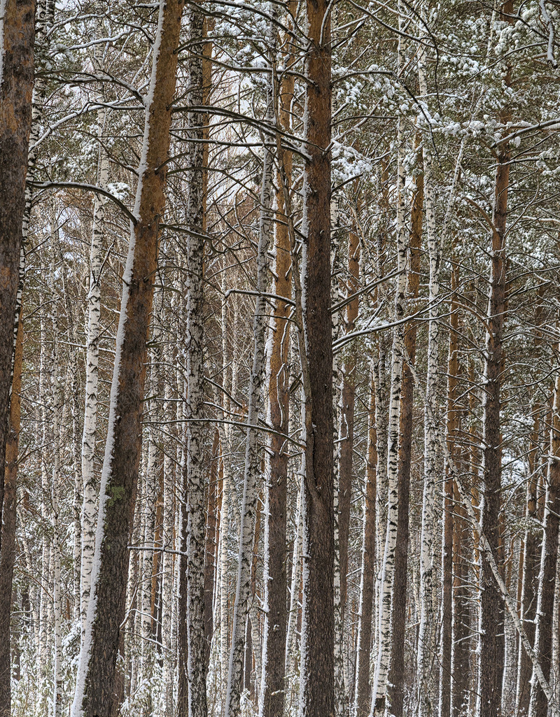 冬季弗罗斯特jpg设计背景_88icon https://88icon.com 冬季 板凳 雪 冷 长凳 冷淡地 弗罗斯特 雪花 松 森林 太阳 寒冷 H5 h5 摄影 风景
