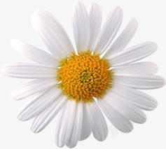 白色唯美清新花朵植物装饰png免抠素材_88icon https://88icon.com 植物 清新 白色 花朵 装饰