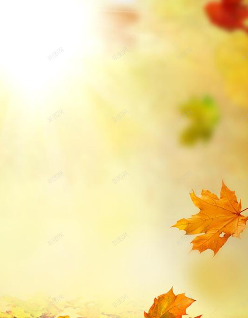秋叶落叶树叶H5背景jpg设计背景_88icon https://88icon.com H5 H5背景 h5 创意 叶子 文艺 树叶 清新 秋叶 简约 落叶 黄叶