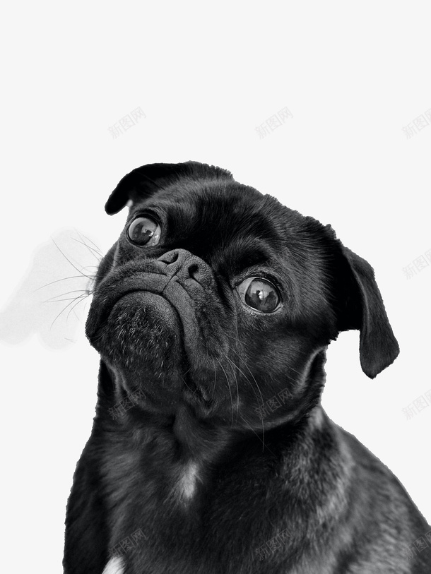 黑色法国斗牛犬png免抠素材_88icon https://88icon.com png 动物 斗牛犬 狗狗 透明背景