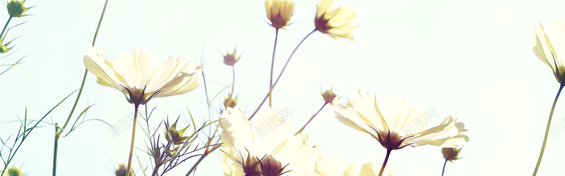 白花背景jpg设计背景_88icon https://88icon.com 夏天 白花 背景 阳光banner 海报banner 摄影 风景