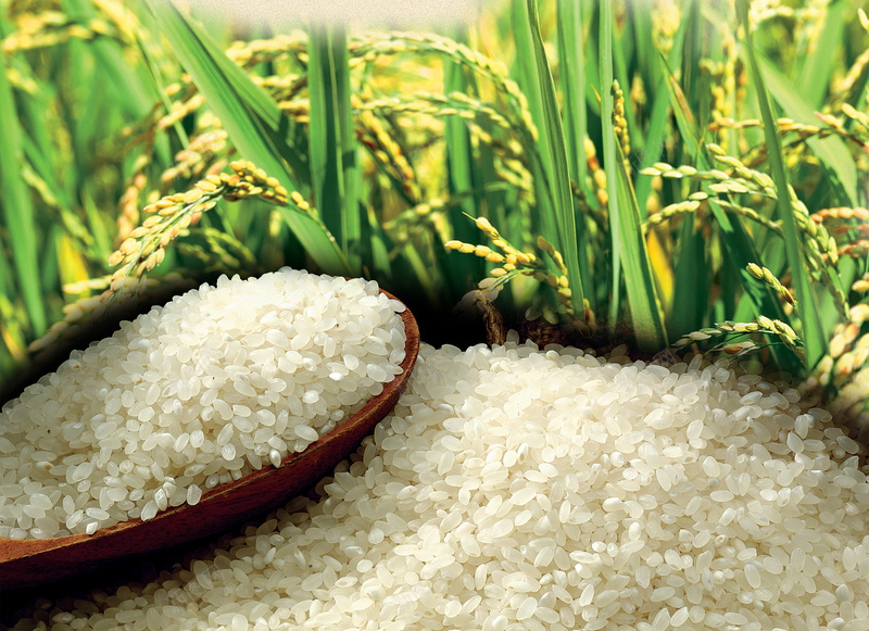 东北大米简约宣传活动展板psd设计背景_88icon https://88icon.com 东北大米 宣传 小清新 文艺 活动 简约 绿色