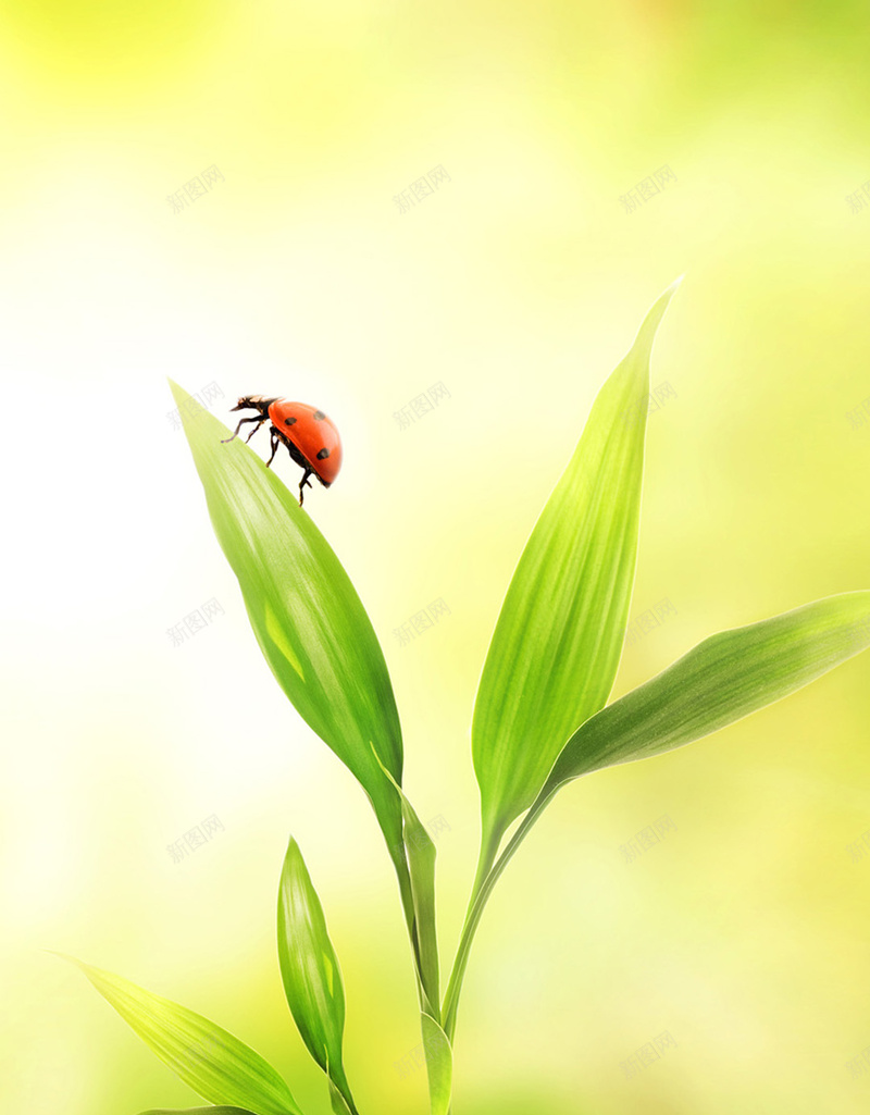 昆虫幼苗绿色土壤H5背景图jpg设计背景_88icon https://88icon.com 土壤 小清新 幼苗 文艺 昆虫 简约 绿色 背景