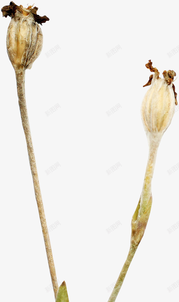 凋零的花png免抠素材_88icon https://88icon.com 凋零 悲哀 秋天 花