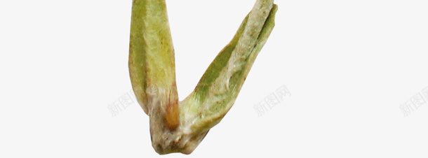 凋零的花png免抠素材_88icon https://88icon.com 凋零 悲哀 秋天 花