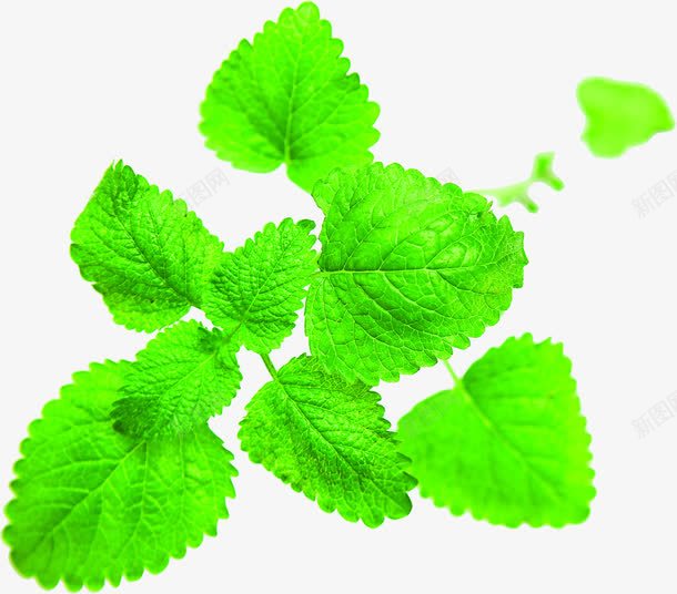 植物夏日绿色效果树叶png免抠素材_88icon https://88icon.com 夏日 效果 树叶 植物 绿色