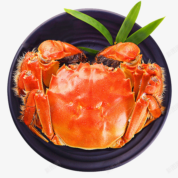 海鲜大螃蟹母png免抠素材_88icon https://88icon.com 大闸蟹 母蟹 水产 海鲜大咖 螃蟹 蟹黄