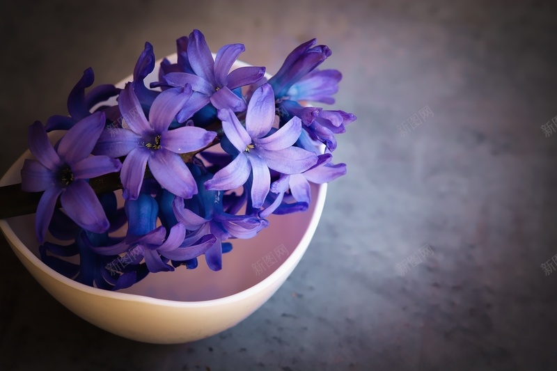 紫色的风信子鲜花背景jpg_88icon https://88icon.com 紫色 风信子 华丽 安静 摄影 鲜花高贵 风景