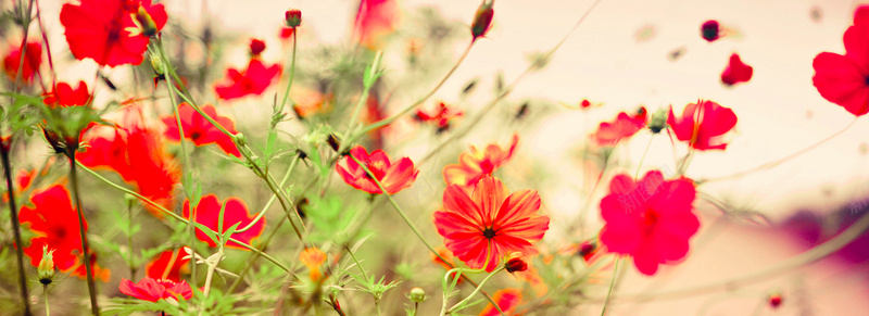 梦幻花朵bannerjpg设计背景_88icon https://88icon.com 唯美 梦幻 花朵 白色 雏菊 海报banner 摄影 风景