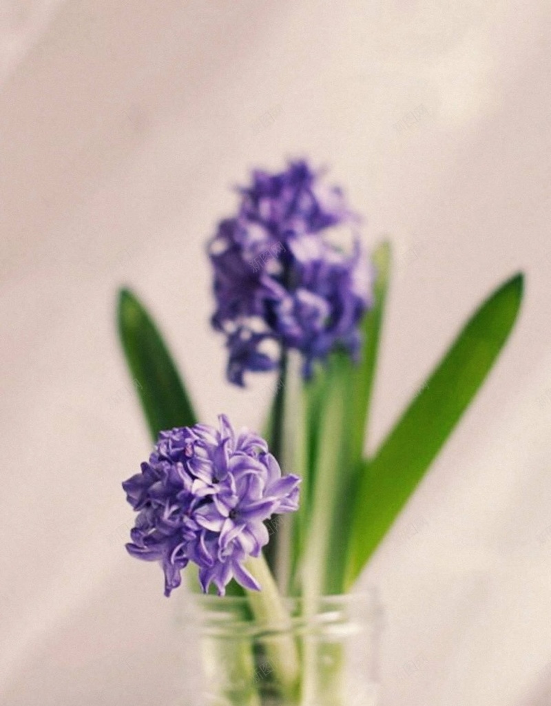 风信子H5背景jpg设计背景_88icon https://88icon.com H5背景 唯美 小清新 文艺 浪漫 简约 风信子