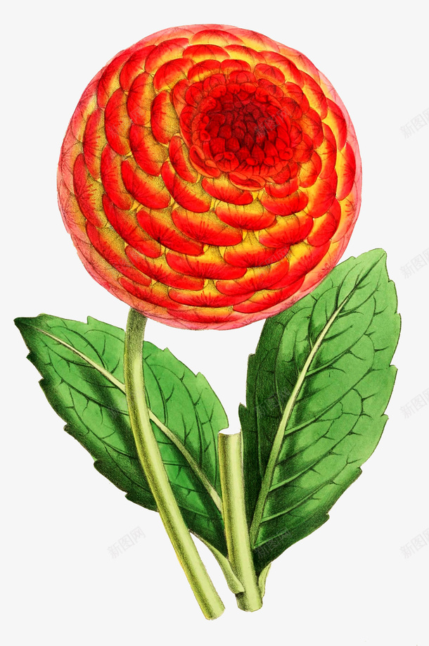 复古插画元素手绘植物花卉png免抠素材_88icon https://88icon.com 复古 手绘 插画 植物 花卉