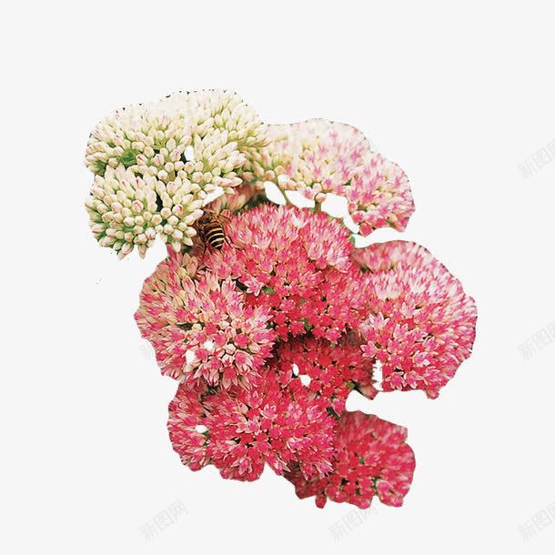 红景天植物花朵png免抠素材_88icon https://88icon.com png 植物 素材 红景天 花朵 药材红景天