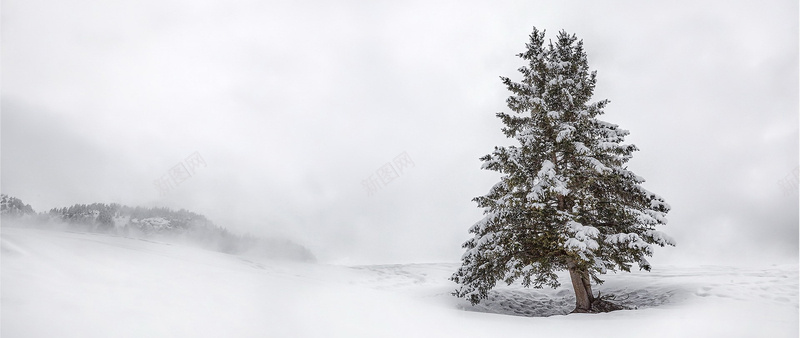 风景雪山松树背景jpg设计背景_88icon https://88icon.com 风景 雪山 松树 高山 迷雾 海报banner 摄影