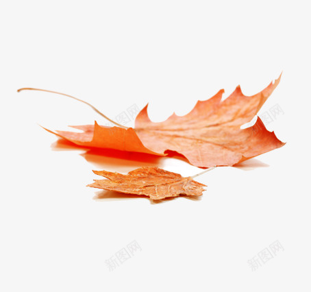 枯萎黄色落叶秋季秋天png免抠素材_88icon https://88icon.com 枯萎 秋天 秋季 落叶 黄色