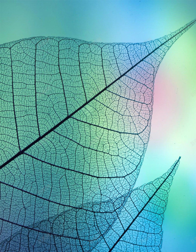 清新树叶纹理h5背景jpg设计背景_88icon https://88icon.com 树叶纹理 h5 树叶 梦幻 纹理 H5背景 H5 质感