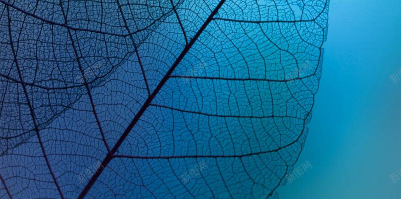 清新树叶纹理h5背景jpg设计背景_88icon https://88icon.com 树叶纹理 h5 树叶 梦幻 纹理 H5背景 H5 质感