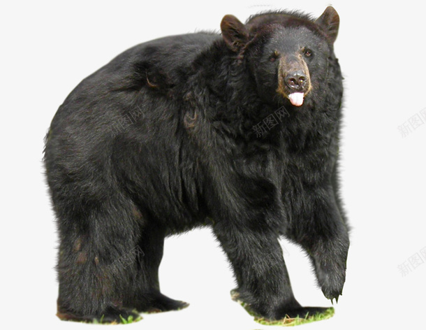 黑熊大狗熊大灰熊猛兽png免抠素材_88icon https://88icon.com 大灰熊 狗熊 猛兽 黑熊