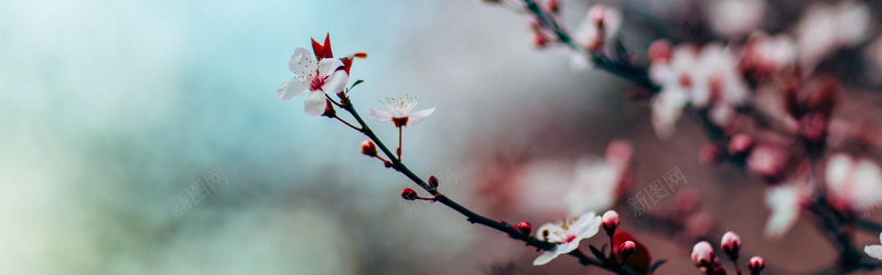 摄影樱花树背景jpg设计背景_88icon https://88icon.com 开花 摄影 枝杈 树 樱花 樱花树 水彩 海报banner 粉红 风景