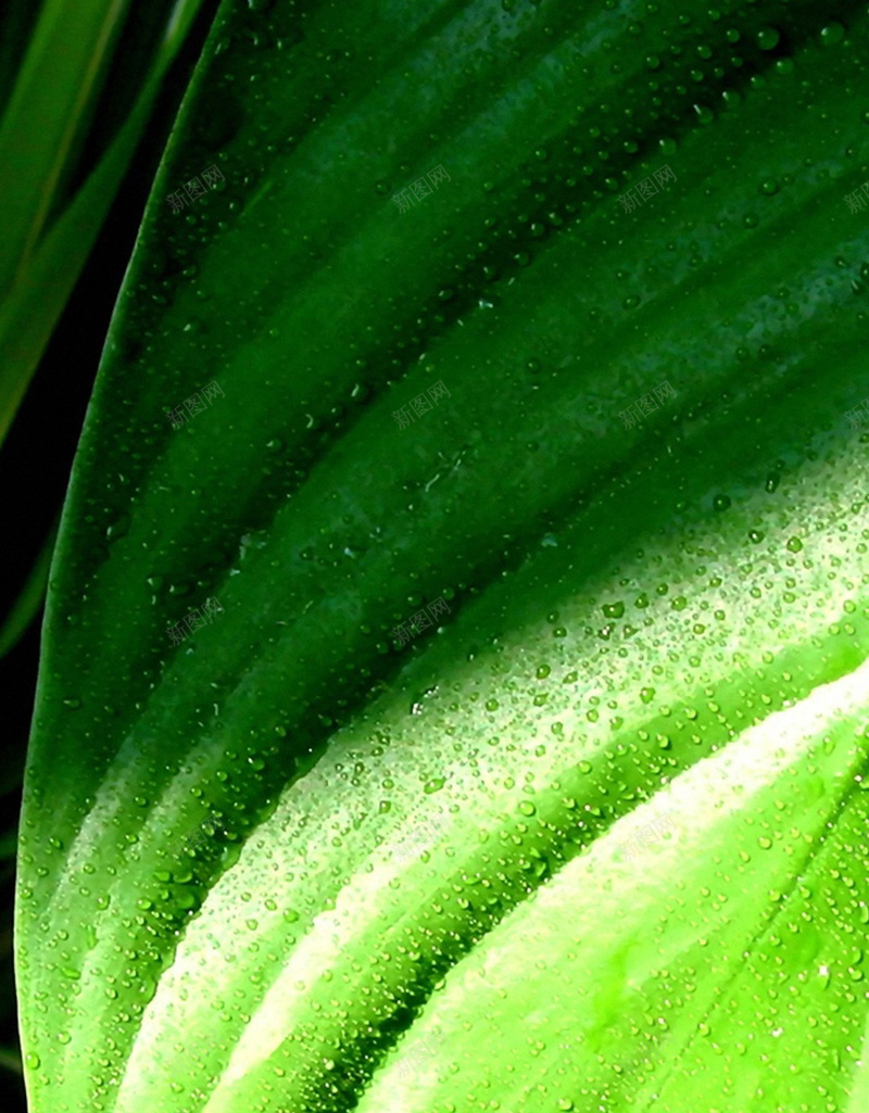 叶子上的水珠H5背景jpg设计背景_88icon https://88icon.com 叶子 水滴 水珠 纹理 绿色 H5背景 H5 h5 质感