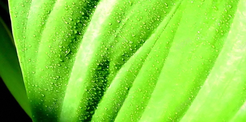 叶子上的水珠H5背景jpg设计背景_88icon https://88icon.com 叶子 水滴 水珠 纹理 绿色 H5背景 H5 h5 质感
