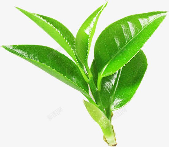 绿色清新树叶脉络装饰png免抠素材_88icon https://88icon.com 树叶 清新 绿色 脉络 装饰